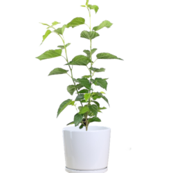 Everbearing Mulberry Tree